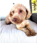 Chiweenies,Pomchi, Maltipoo.