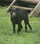 FREE lab (lab  mix)
