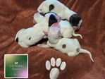 >🐾 Available Puppies in Southeast Texas! 🐾