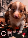 Toy Australian Shepherd Puppies