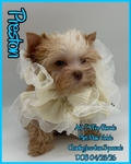 Stunning Tiny AKC Exotic Colored Yorkies