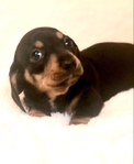 Dachshund Puppies!