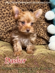 AKC Micro Yorkie Babies