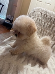 Beautiful Toy Shihtzu/Longhaired Frenchbulldog Puppies