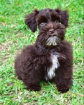 AKC Toy/Miniature Female Schnauzer Puppies