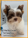 Breathtaking AKC Male Yorkies