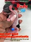 AKC Tiny Applehead Smooth Coat Chihuahuas
