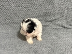 Maltipoo Puppies