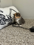 Maine coon mix female kittens