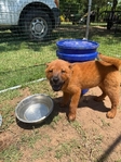 Purebred Smooth Coat Red Chow Chow
