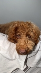 Male Mini Goldendoodle