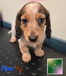 AKC Mini Long-Haired Dachshunds