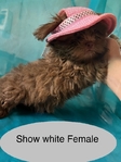 SHIH TZU'S