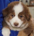 🤎🐾 Country-Raised Mini Australian Shepherd Puppies 🐾🤎