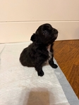 CKC PomChi Puppies-4Weeks Old