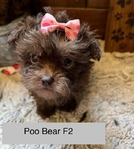 CHRISTMAS  PUPPIES  Shih Tzu;s, Yorkies, @ Maltese