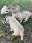 Husky Puppies