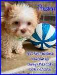 AKC Extra Tiny Male & Female Platinum & Blonde Parti Yorkies