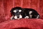 AKC Toy/Miniature Schnauzer Puppies.