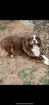 Large Standard Australian Shepherd