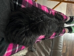 Puppy needing Forever home