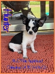 AKC Male Applehead Chihuahuas