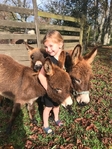 Mini Donkeys