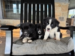 Border Aussie puppies