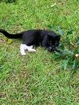Female Cat - Spayed, one year old; FREE