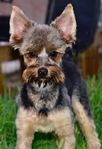 Yorkie Male 1 year old