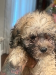 MALTIPOO PUPPY MALE $1000