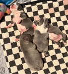 French Bulldog puppies