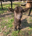 Nigerian Goats Bottle babies