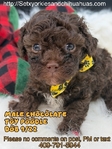 Registered Chocolate Male Toy Poodle