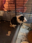 2 Guinea Pigs FREE to good home