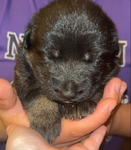 Full blooded German Shepherd pups