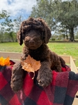 Standard Poodle Puppies born 9/12/25