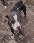 Blue pitbull for sale