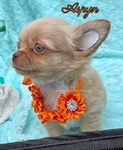 AKC  Stunning Longcoat Male Micro Chiuahuas