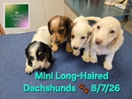 AKC Mini Long-Haired Dachshunds