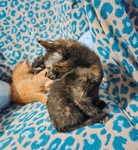 Free kittens, July 19th 2025 birthday, 2 males and 3 females!