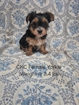 Yorkies in Tyler County