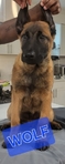 AKC Working Belgian Malinois Pups