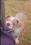 Lilac Tri Blue-eyed Merle English Bulldog