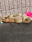 Male Goldendoodle- $1500