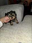 Teacup Yorkie Puppies
