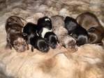 Mini Longhaired Dachshund Puppies