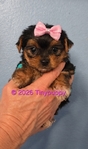 Beautiful, tiny Yorkie puppies AKC