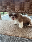 Shih tzu male puppy registered
