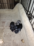 Chiweenie puppies